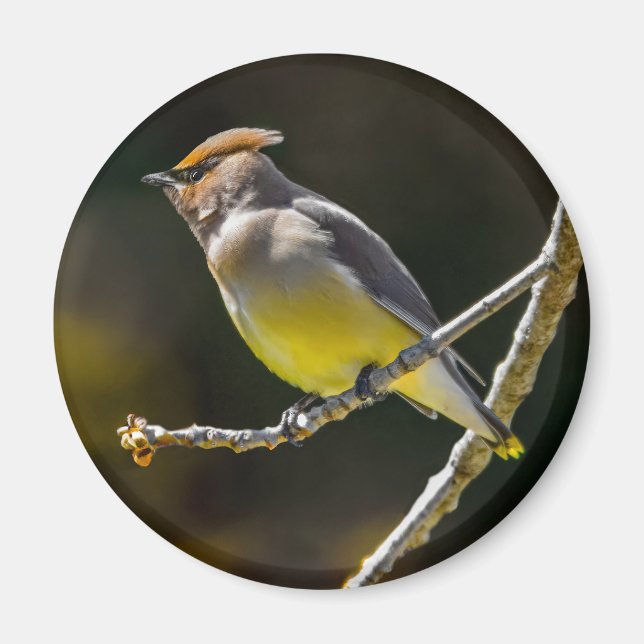 Cedar Waxwing Songbird Original Vild Bird Photo Magnet (Framsidan)