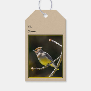 Cedar Waxwing Songbird Original Vild Bird Photo Presentetikett