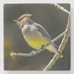 Cedar Waxwing Songbird Original Vild Bird Photo Stenunderlägg