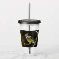 Cedar Waxwing Songbird Original Vild Bird Photo