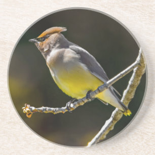 Cedar Waxwing Songbird Original Vild Bird Photo Underlägg
