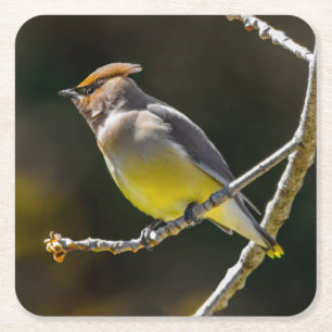 Cedar Waxwing Songbird Original Vild Bird Photo Underlägg Papper Kvadrat