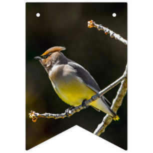 Cedar Waxwing Songbird Original Vild Bird Photo Vimplar