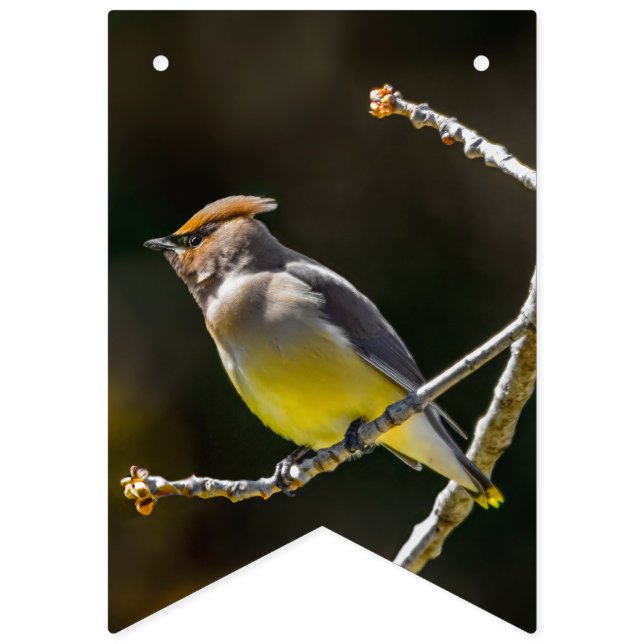 Cedar Waxwing Songbird Original Vild Bird Photo Vimplar (Första flaggan)
