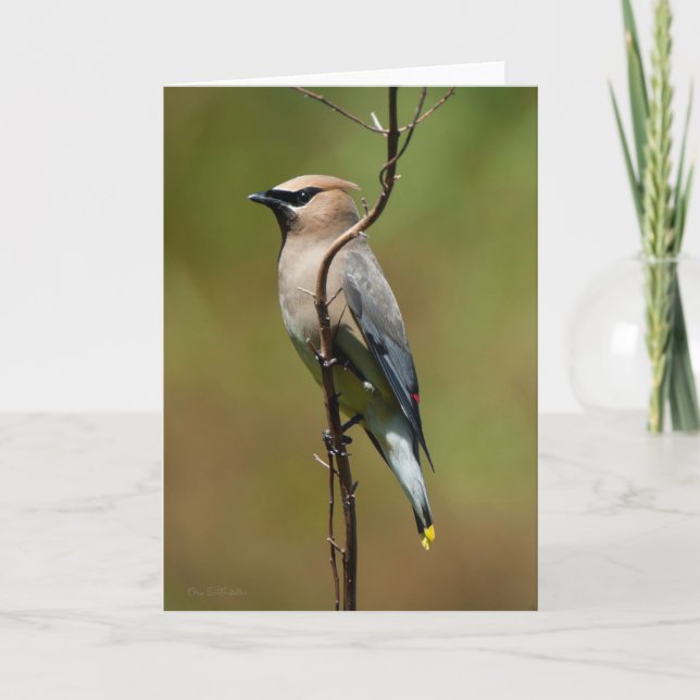 Cedar Waxwing - tackkort (Framsida)