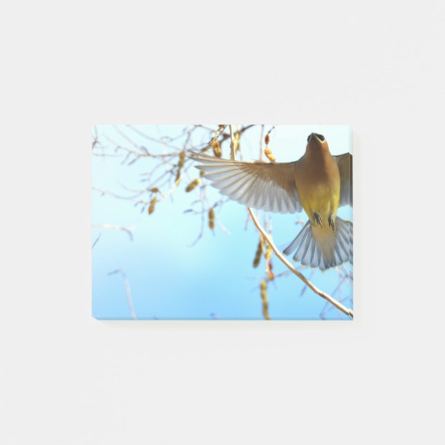 Cedar Waxwing under Flight Post-it Block (Framsida)