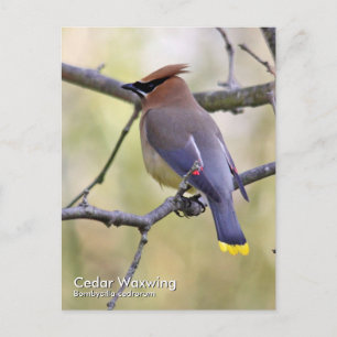 Cedar Waxwing vycard Vykort