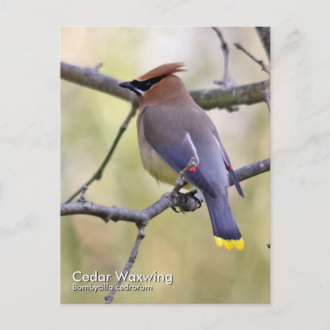 Cedar Waxwing vycard Vykort (Framsida)