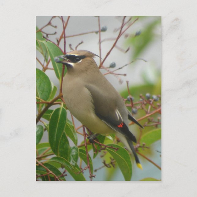 Cedar Waxwing vycard Vykort (Framsida)