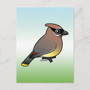 Cedar Waxwing Vykort