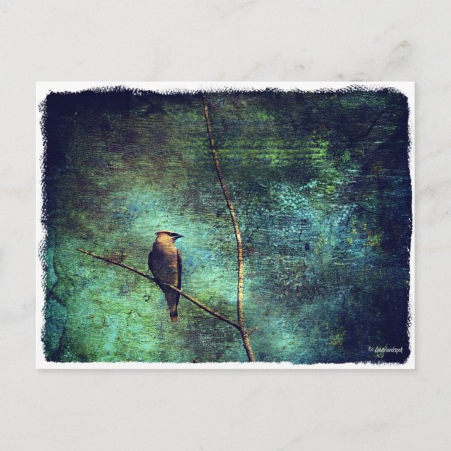 Cedar Waxwing Vykort (Framsida)