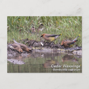 Cedar Waxwing Vykort