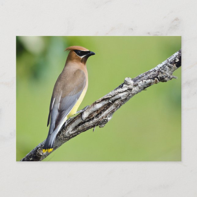 Cedar Waxwing Vykort (Framsida)
