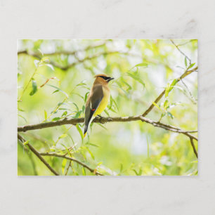 Cedar Waxwing Vykort