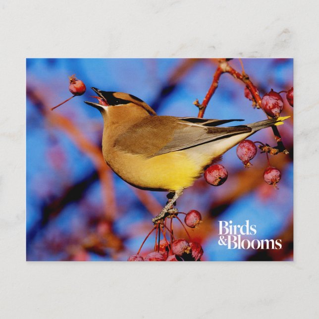 Cedar Waxwing Vykort (Framsida)