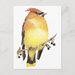 Cedar Waxwing, Watercolor Bird Vykort