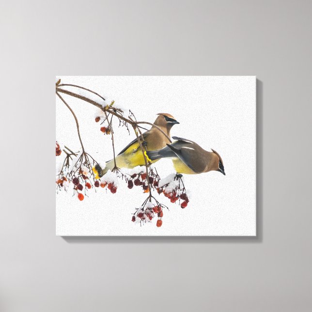 Cedar Waxwings Canvastryck (Framsida)