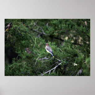 Cedar Waxwings in Träd with Berries Poster