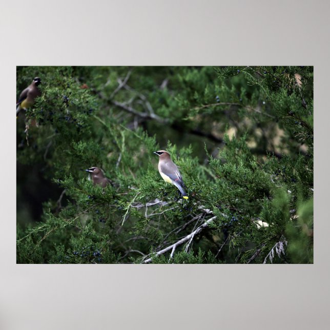 Cedar Waxwings in Träd with Berries Poster (Framsidan)