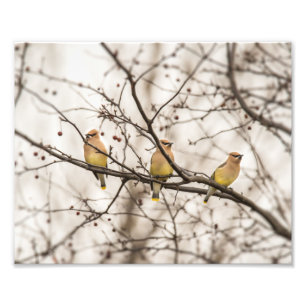 Cedar Waxwings in Winter Photo Print Fototryck