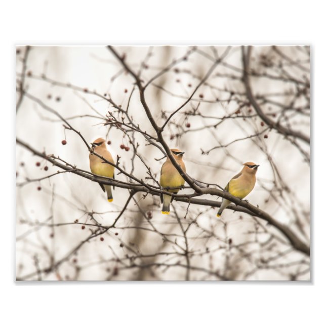 Cedar Waxwings in Winter Photo Print Fototryck (Framsidan)