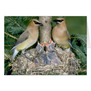 Cedar Waxwings med unga Hälsningskort