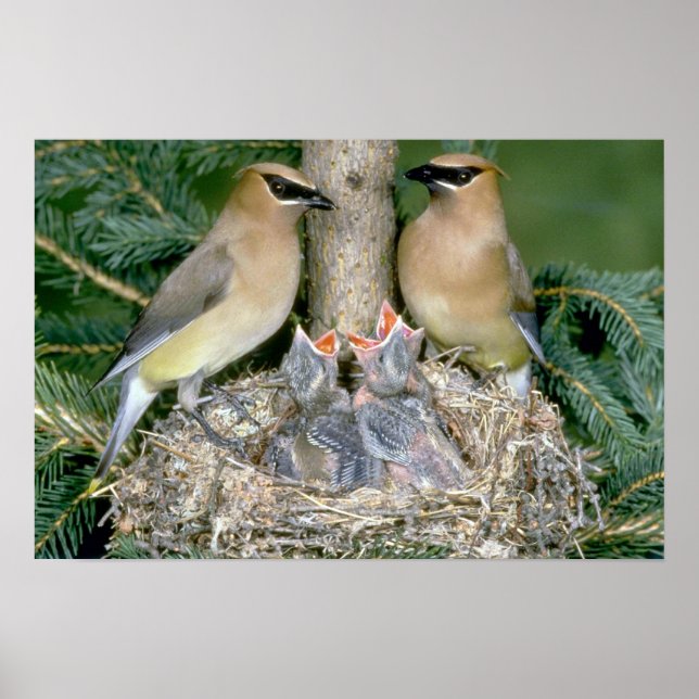 Cedar Waxwings med unga Poster (Framsidan)
