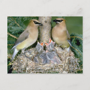 Cedar Waxwings med unga Vykort