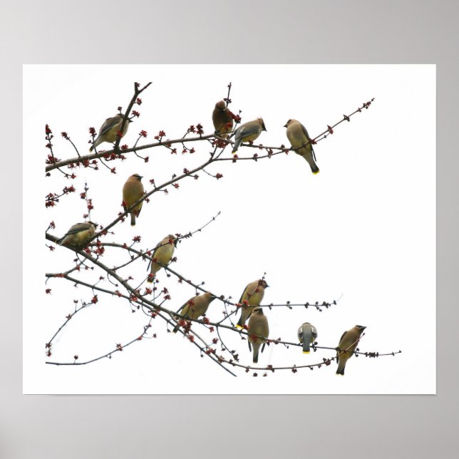 Cedar Waxwings Poster (Framsidan)