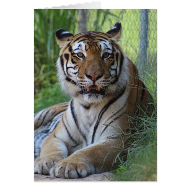 Cedarhill djurt fristadkort hälsningskort (Framsidan)