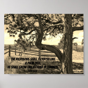 Cedars of Libanon Bible Verse Psalm 91:12 Postcard Poster