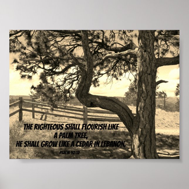 Cedars of Libanon Bible Verse Psalm 91:12 Postcard Poster (Framsidan)