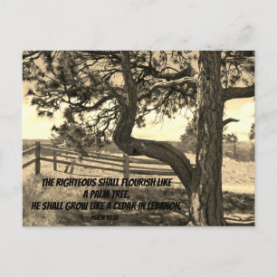 Cedars of Libanon Bible Verse Psalm 91:12 Vykort