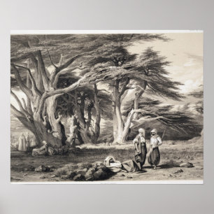 Cederträ av Libanon som inristas av borgare (sepia Poster