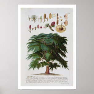Cederträet som inristas av Johann Jakob Haid Poster