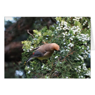 Cederträträd & Waxwing Hälsningskort