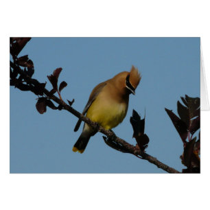 CederträWaxwing 2 Hälsningskort
