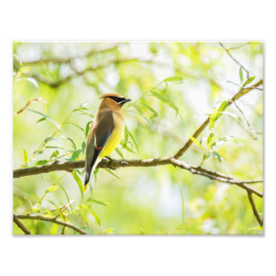 CederträWaxwing Fototryck