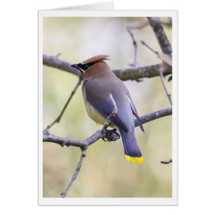 CederträWaxwing Hälsningskort