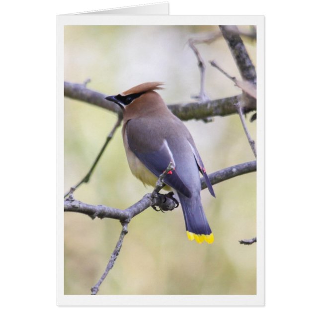 CederträWaxwing Hälsningskort (Framsidan)
