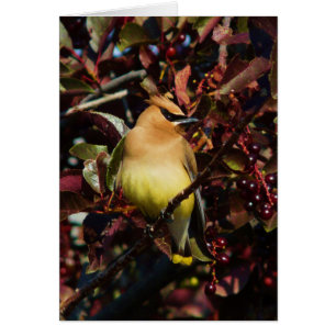 CederträWaxwing Hälsningskort