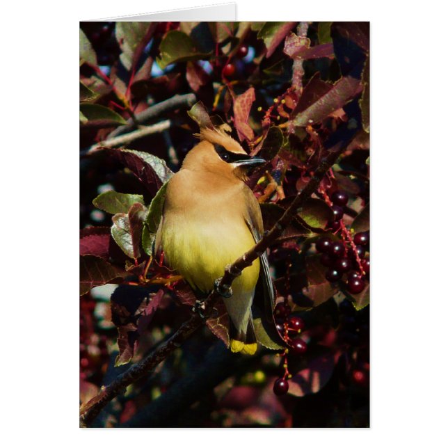 CederträWaxwing Hälsningskort (Framsidan)