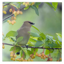 CederträWaxwing