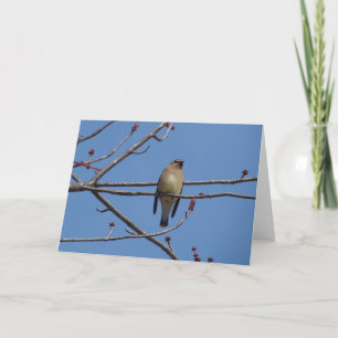 CederträWaxwing Kort