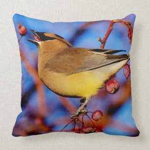 CederträWaxwing Kudde