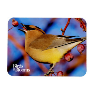 CederträWaxwing Magnet