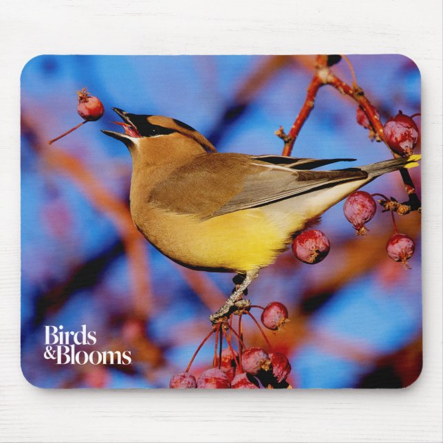 CederträWaxwing Musmatta (Framsidan)