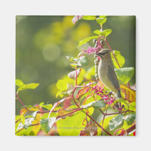 Cederträwaxwingen och petar bär på ett träd magnet
