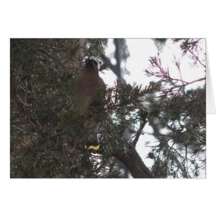 CederträWaxwingfröjd Hälsningskort