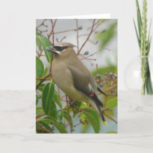 CederträWaxwingkort Kort